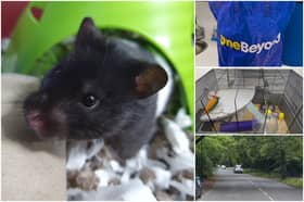 A hamster was reportedly dumped in a cage on Abbey Lane near Ecclesall Woods in Sheffield.