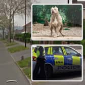 Police were called to a suspected XL Bully attack which left a dog and its owner injured, at Sicey Avenue, Firth Park, Sheffield. Picture: Google / Adobe Stock / National World