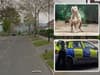 Sicey Avenue Firth Park: Police incident as dog and owner injured in Sheffield  'XL bullies' dog attack