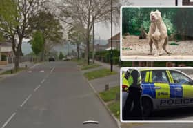 Police were called to a suspected XL Bully attack which left a dog and its owner injured, at Sicey Avenue, Firth Park, Sheffield. Picture: Google / Adobe Stock / National World