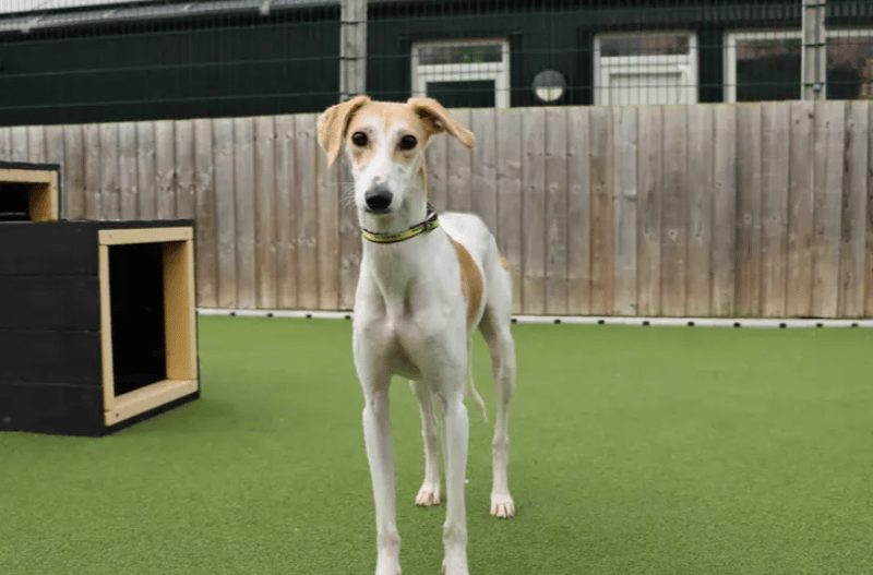 If you are a fan of lively, affectionate, fun Lurchers then Trixie will be right up your street! There's never a dull moment when she's around and loves nothing more than throwing her toys up in the air and zooming after them! She's super speedy once she gets going but is also very happy to be right by your side enjoying lots of attention on the sofa. Another love of Trixie's is food and that snoot of hers won't miss any freebies going! She'd like to further her basic training with the help of a treat as yummy reward. Trixie is full of character and going to make an cracking addition to family life. (Dogs Trust Darlington)