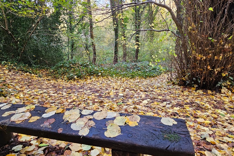 Visitors are spoiled with a range of benches scattered across Nightingale Valley and St Anne’s Woods, with some benches overlooking the forests and some overlooking the river.