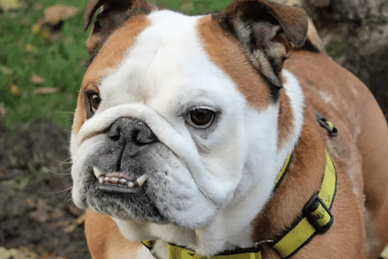 Tank is a Bulldog who can live with children over the age of eight, but as he has some skin issues he can't currently live with another dog. He is house trained and can be left alone for a few hours without worry.