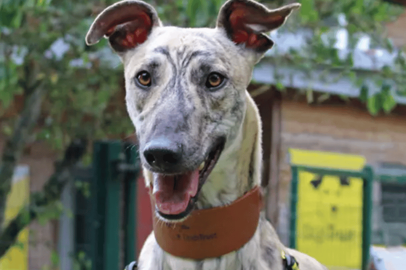 Arlo is a Lurcher who can live with another dog of a similar size following a successful mix at the centre, but definitely no cats. He is house trained but not really used to being left alone by himself. Arlo can live with children of high school age.