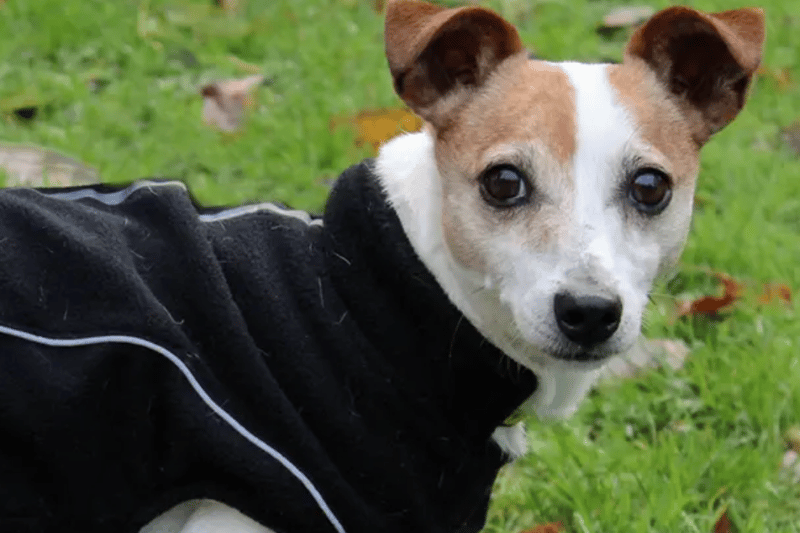 Ozzy is a Jack Russell Terrier who needs to be rehomed with sister Bella but no other pets. They can live with children over the age of 14, are house trained and can be left alone for three or four hours.