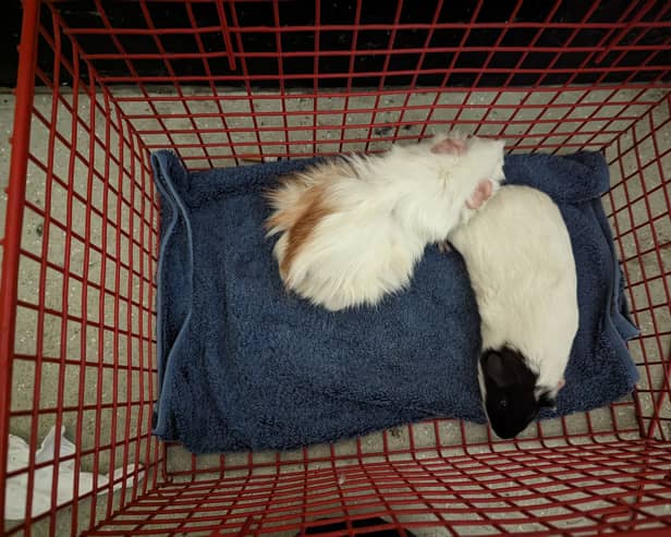 The RSPCA says two guinea pigs dumped in the stairwell of a Sheffield flat are just the latest cases showing a rise in small animals being abandoned.