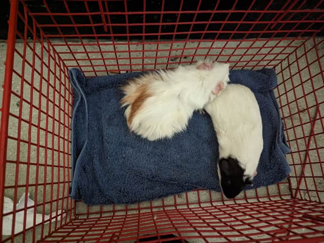The RSPCA says two guinea pigs dumped in the stairwell of a Sheffield flat are just the latest cases showing a rise in small animals being abandoned.