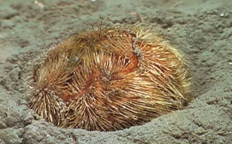 The Heart Urchin is a funny little creature - at first you'd be forgiven for thinking it's just a bit of algae or other sea detritus. Heart urchins live in burrows lined with mucus. Long tentacles reach out over the sand to pick up small particles of food