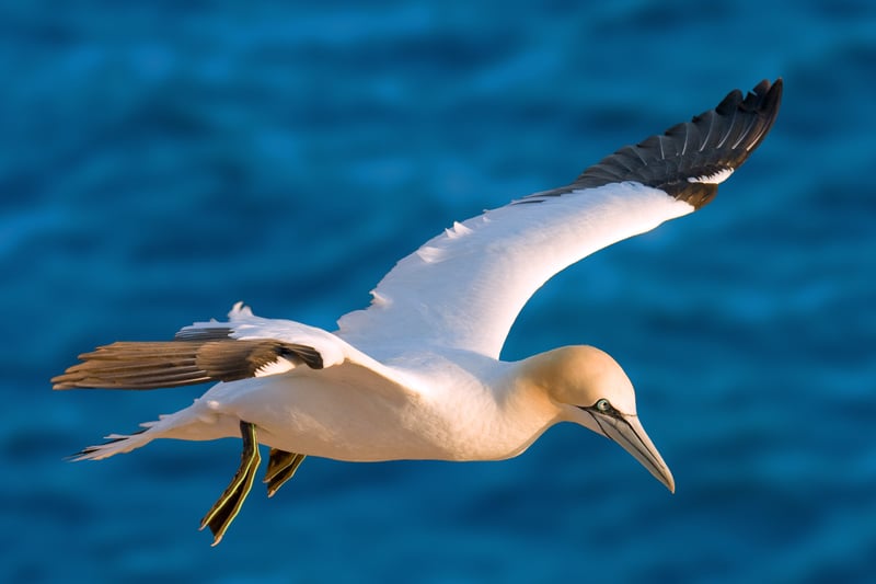 You'll find Gannets all over the West coast of Scotland - there's a nesting colony on Ailsa Craig with over 26,000 pairs of Gannets - and they're not hard to spot either. They're Britain’s’ largest seabird, and can be sighted diving at speeds of up to 60mph during the spring and summer months.