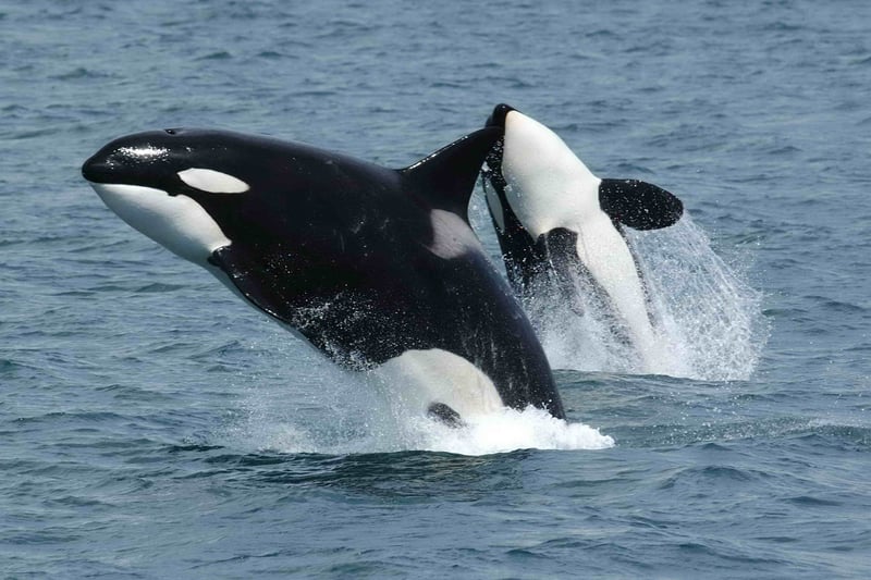 While they don't stay exclusively around the River Clyde, pods of Orcas have been spotted around Arran as recently as 2018. They're attracted to the area thanks to the high density of seals and porpoises.