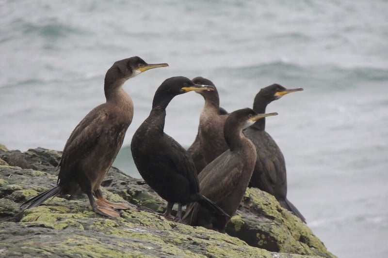 A shag (yes they're really called that) are similar to Cormorants. You can see them around the Clyde water diving for fish or drying their wings on a rock at the water’s edge. 
