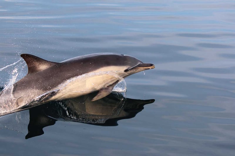 Everyone's favourite, the Dolphin. The Firth of Clyde actually has its own resident Short-beaked Common Dolphin, Kylie, which has learned to communicate with Harbour Porpoises that live near Millport by altering the sound of her clicks