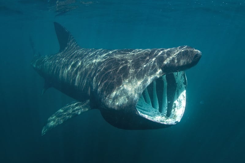 The world’s second largest fish, the Basking Shark can be found between April and October, most often around the coastline of the Isle of Arran. You can tell its a Basking Shark and not another porpoise by their massive dorsal fins - which can grow as tall as two metres.