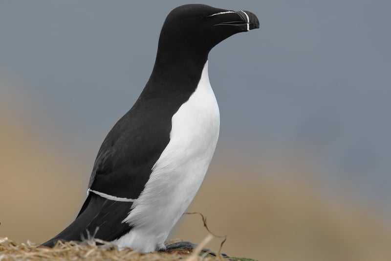 A Razorbill is a fancy looking bird that spends most of its times out at sea, or around the Firth of Clyde. It is monogamous, choosing one partner for life, and they only lay one egg a year.