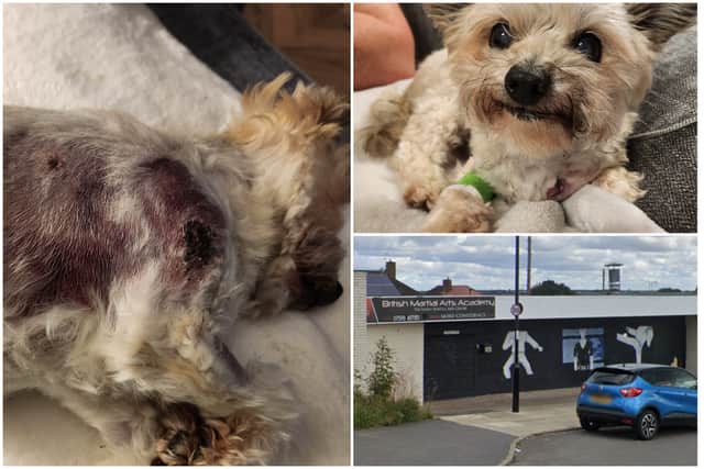 Sam and David Burbeary in Hackenthorpe, Sheffield, say their 16-year-old dog Lily was mauled half to death by a loose Staffordshire Bull Terrier on Delves Road on November 1.