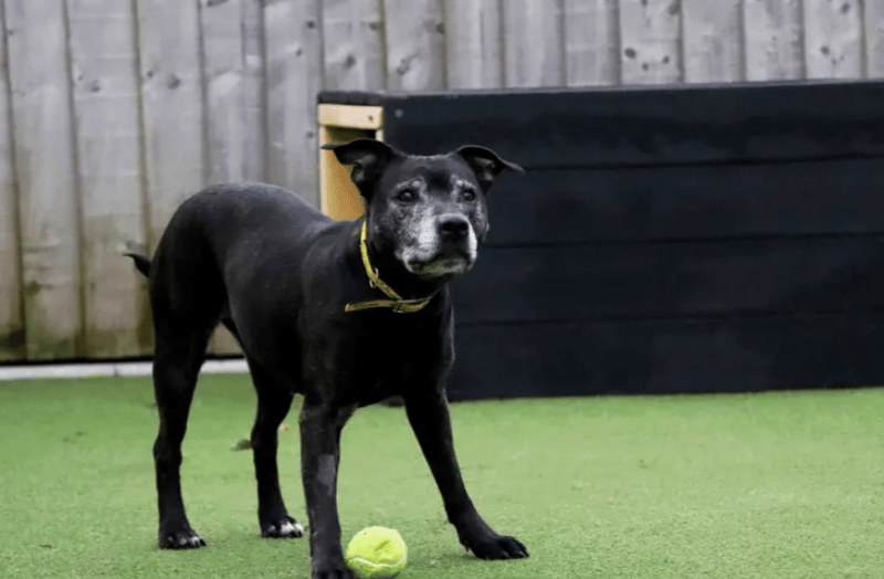 Meg is a 11-year-old girl who has a love for toys and having play time really brings her to life. She enjoys having games of fetch and raggy. She walks beautifully on the lead and will still enjoy going out for walks to explore with her family followed by heading home to find a cosy spot to snuggle up in. Meg is such a sweetheart who will be such a lovely addition to a home.