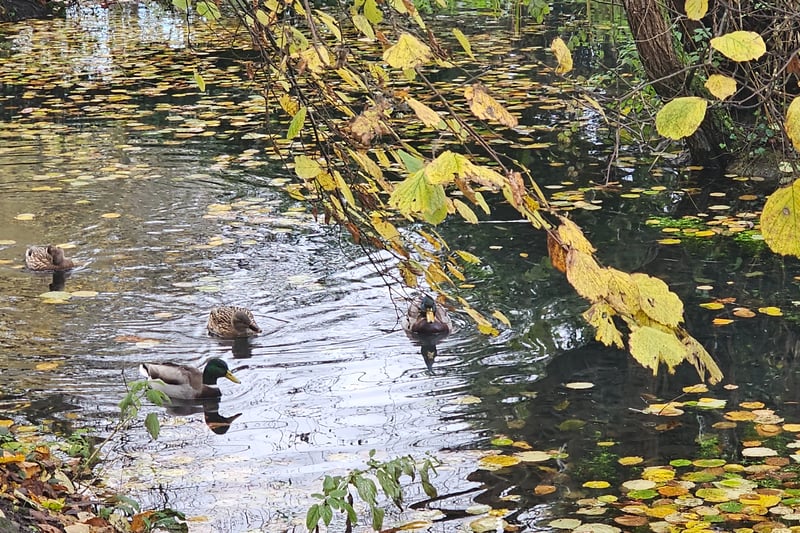 We came across the resident ducks who enjoyed a swim in the pond.