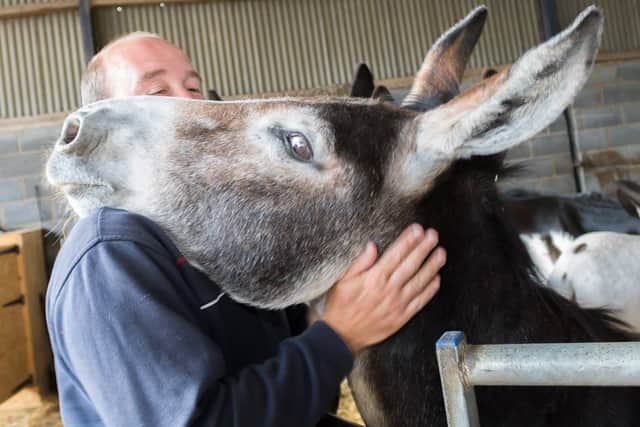Mark Ineson, owner of hire business Real Donkeys, said: "I love these donkeys like they were my kids. They are happy, chubby and chill."