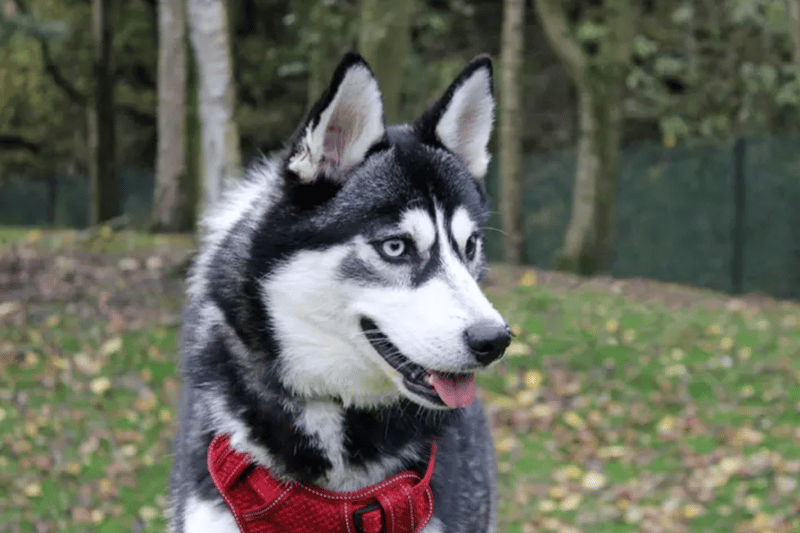Togo is a Siberian Husky cross who can live with other dogs and children over the age of 10. He is just a puppy and has a condition that causes him to drink lots and urinate lots, and will need lifelong medication.