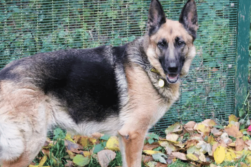 Ava is a German Shepherd who is looking for a home where she is the only pet, but she can live with children of secondary school age.