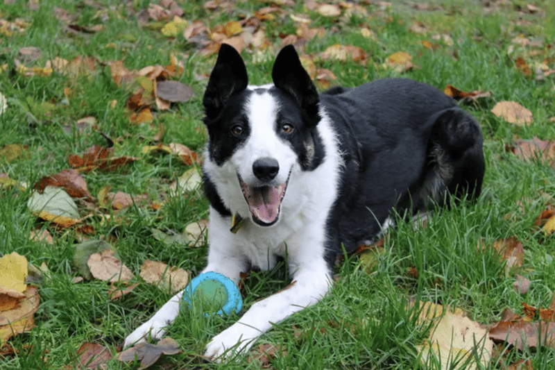 Bess is a Border Collie cross who can live with children of high school age, but no other pets. She is house trained and can be left by herself for four hours once she's settled in.