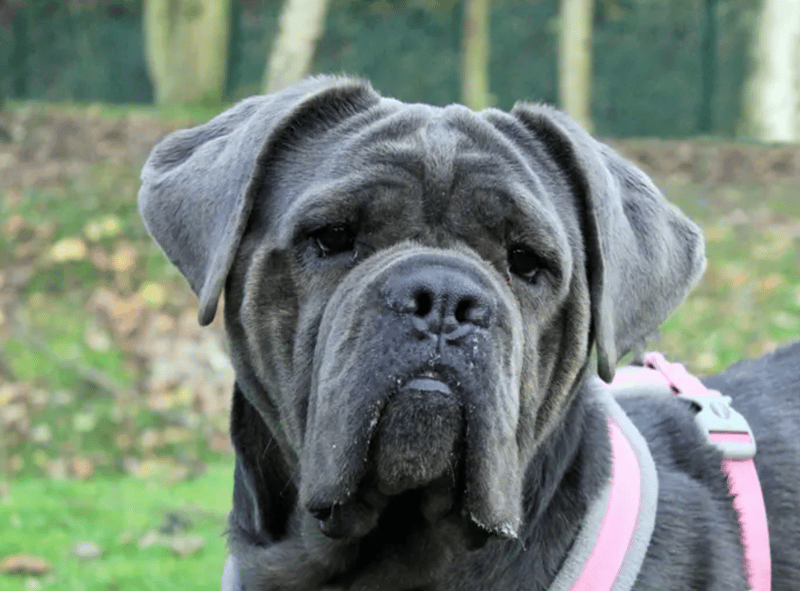 Luna is a Neapolitan Mastiff who can live with children over the age of 14, but will need to be the only dog at home. She can live with cats. She may need a couple of meetings at the centre before going home. She is house trained and can be left for a few hours.