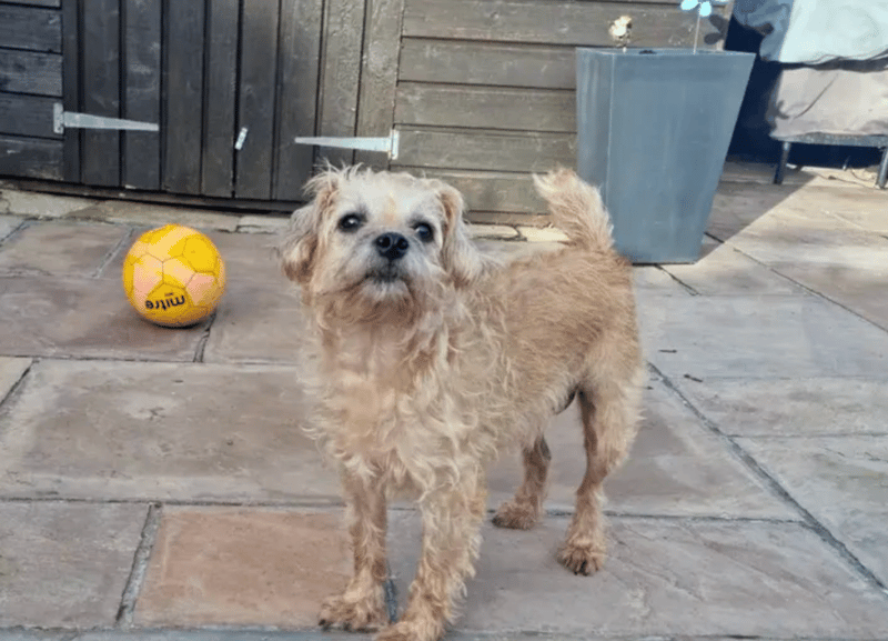 Honey is a Border Collie Terrier who can live with other dogs and children of high school age. She is house trained and can be left alone for a few hours without worry. She has some skin issues that require medication which is costly and likely to be long term.