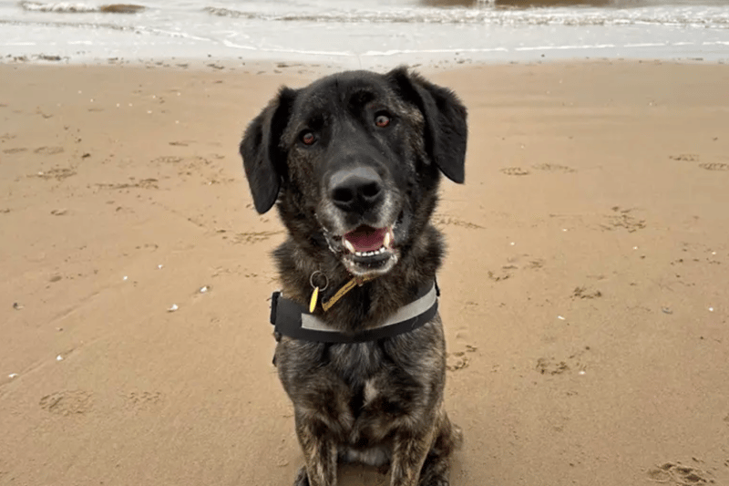 Cooper is a German Shepherd cross who is looking for an adult only home, with people who are willing and able to offer him some positive and reward based training to help build his confidence.