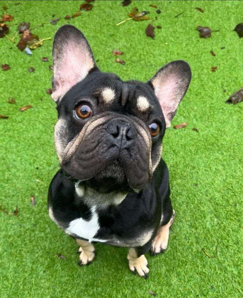 Pugsley is a friendly little boy who is full of beans, but once he’s got his excitement out of the way, he loves a good snuggle. He is good with dogs out and about, but would probably be happiest living as the only dog in his new home. He might be able to live with a confident cat. Pugsley can be rehomed with children aged 10+. He may have a few accidents as he settles into a new home, but does his best to stay clean. He can be left alone for a few hours without issues and loves to curl up for a good snooze. Due to his breeding, his breathing isn’t the best, so he cannot have long walks, but does love to get out and about. He needs BOAS surgery to help his breathing (which HYP will be funding), but he needs to be settled into a home before he has his operation.