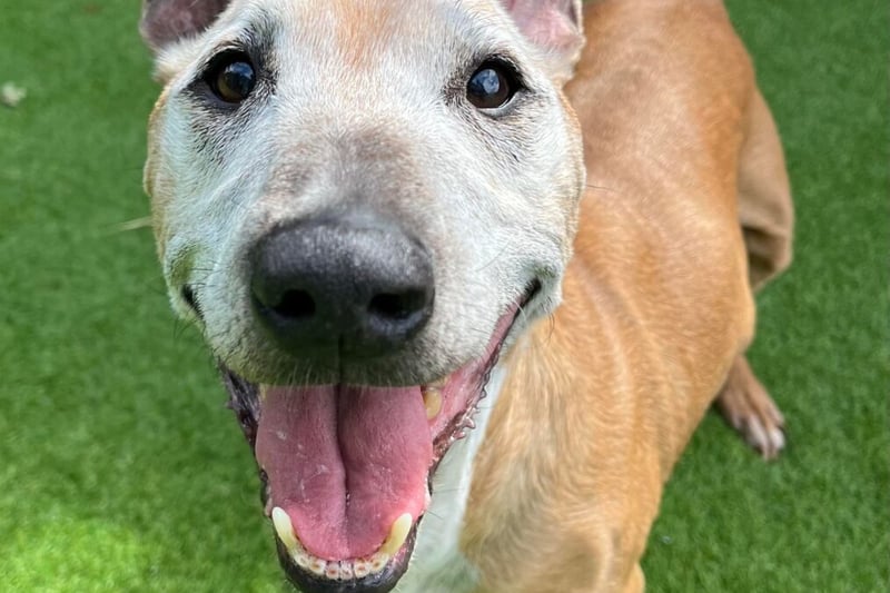 Harvey is looking for his dream retirement home. He is a lovely small-medium sized crossbreed (Jack Russell x Staffy type mix) who arrived into our care from stray kennels. How anyone can abandon him in his senior years is beyond us. Harvey is around 13 years old, but has so much love to give someone. He is dog friendly and can live with other friendly dogs who aren’t too much for him. Harvey has sore back legs, so can’t do too much in the way of exercise, but does love to get out and about for a good sniff – he’d enjoy trips out in a buggy if someone would be happy to do that with him. He deserves a home that can give him lots of love.