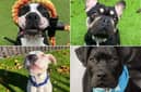 Helping Yorkshire Poundies has so many beautiful dogs available for adoption.