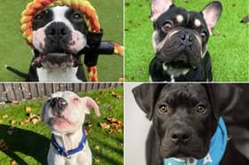Helping Yorkshire Poundies has so many beautiful dogs available for adoption.