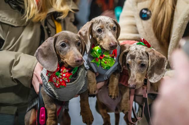 Pup Up Cafe is returning to Sheffield for another popular dachshund Christmas event this December.