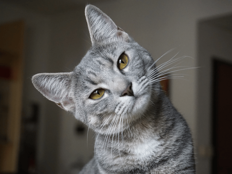 Think your cat is an oil painting? Well here's a purrfect name to go with it.