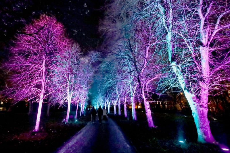 The trees look amazing with the different coloured lights illuminating them.