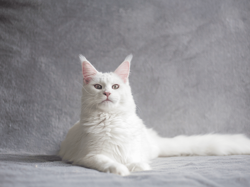 If you have a white cat and you love a bit of Bowie, this name is the obvious choice.