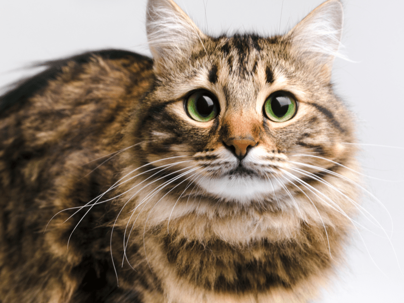 Glamourous, gorgeous and famous. Ideal for your newly adopted furry friend.