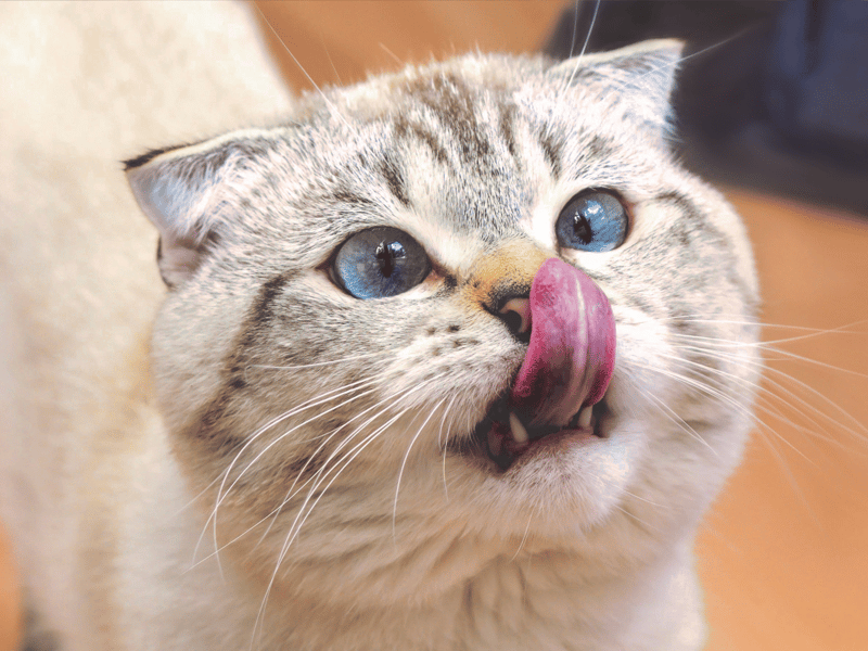 Is your cat a mathematician, physicist, astronomer, alchemist and theologian? Well we have the ideal name for you...