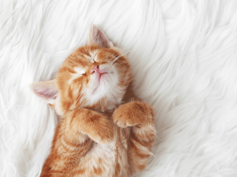 Give your cat the Oscars treatment and name him after one of the best to ever do it.
