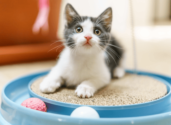 What will your call your new pet cat? We have 13 great suggestions...Cr. Getty Images/Canva Pro