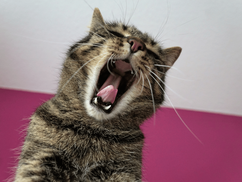 Another mouthful but perfect for cats who loved their food! Maybe just got Tika for short though?