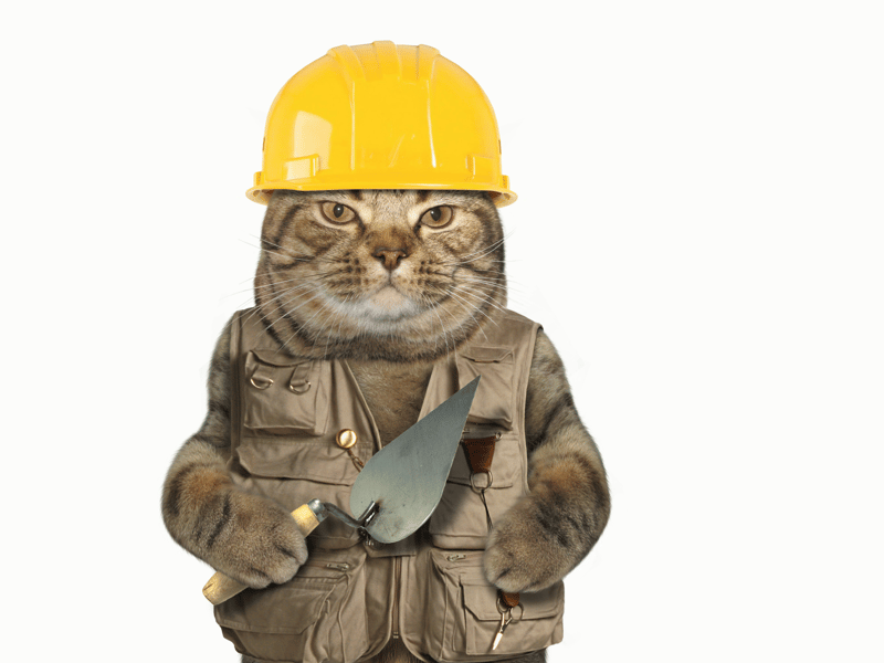 Struggling for a good cat name? Can we fix it? Yes we can!
