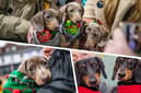 Pup Up Cafe Dachshunds event