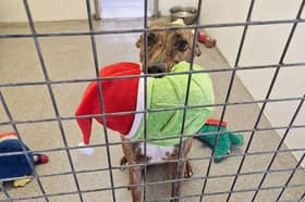 Nova is facing a second Christmas in kennels in Sheffield (Photo: RSPCA)