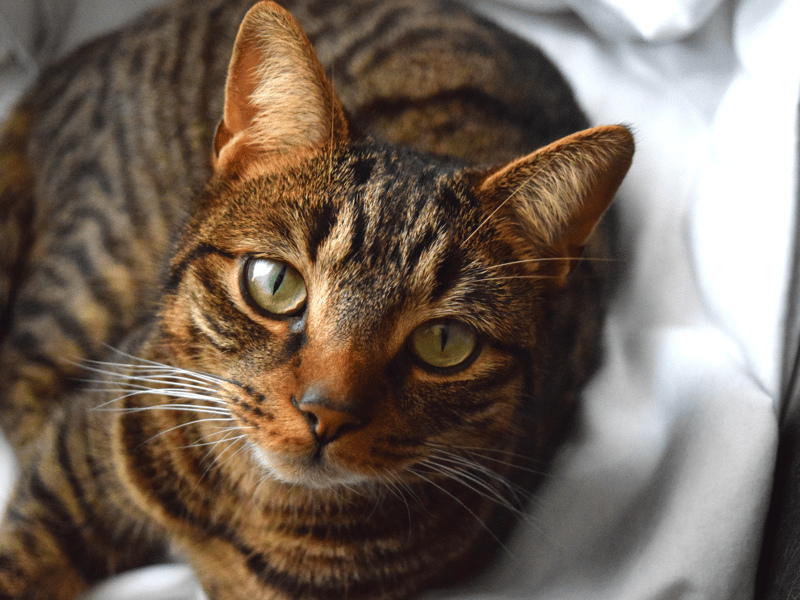A great unisex name for a cat, Milo completes the top three.