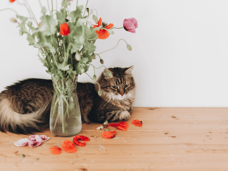 A newer addition to the list, Poppy has rocketed in popularity this year.