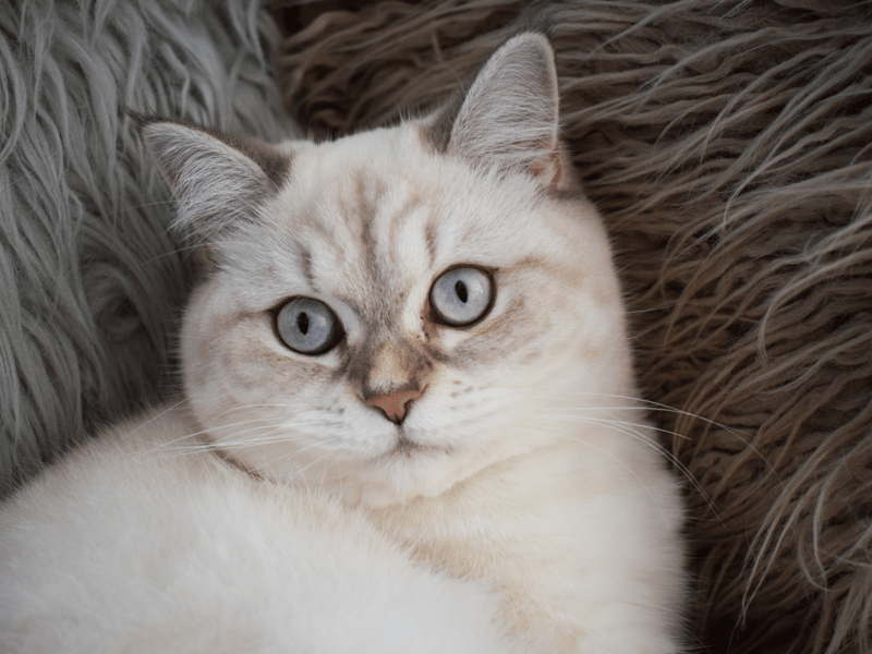 Meaning beautiful in Italian, the name Bella has grown in popularity during 2023.