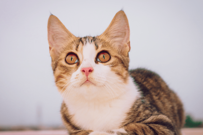 This name appears exclusively on the list of most popular cat names, unlike many in this list which are also attributed to dogs. We love this gorgeous name for your cute kitty.