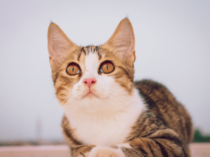 This name appears exclusively on the list of most popular cat names, unlike many in this list which are also attributed to dogs. We love this gorgeous name for your cute kitty.
