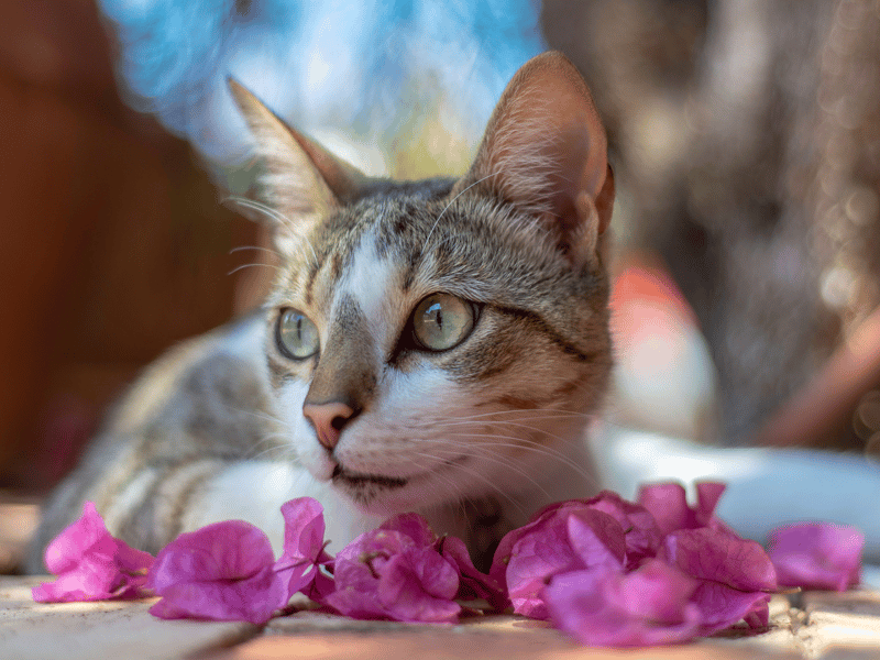 For the second year in a row, the name Luna is the most popular for a cat.